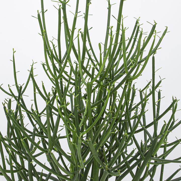 Produktbild Kakteen Gautschi Spaghettibaum (55 cm)