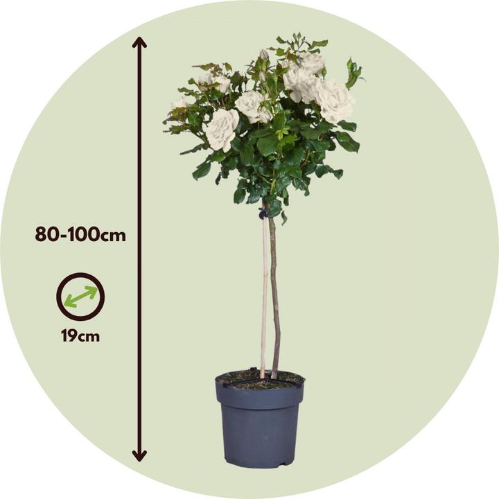 Actual product image Plant in a Box Rosa Palace 'Kailani' - set of 2 stem roses (80 cm)