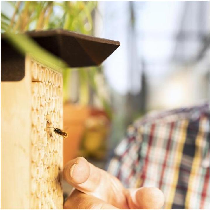 Immagine prodotto Wildbiene BeeHome One (Api)