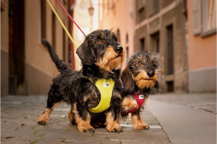 Actual product image Curli Harness Vest Air-Mesh M, Moss (M, Dog, General)