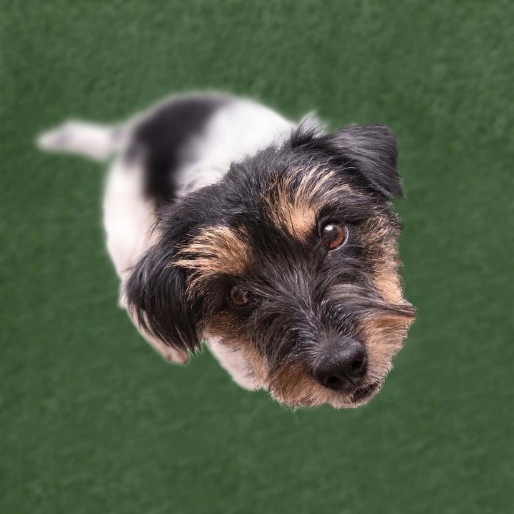 Image du produit Relaxdays Toilettes pour chiens, bac à déchets (Chenil pour chiens)