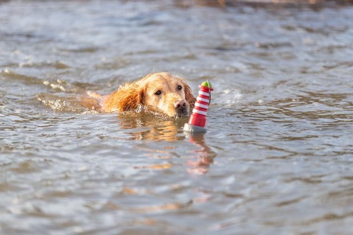 Immagine prodotto Trixie Giocattolo galleggiante Aqua Toy Lighthouse 20 cm, arancione, grigio (Gioco da masticare per cani)