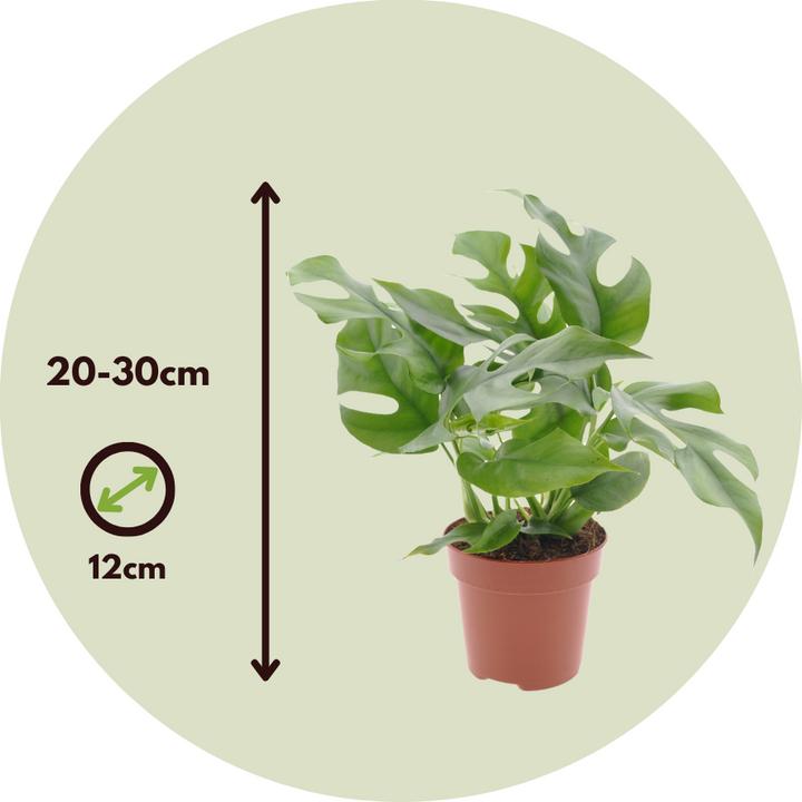 Produktbild Plant in a Box Rhaphidophora Tetrasperma - Monstera Minima (20 cm)