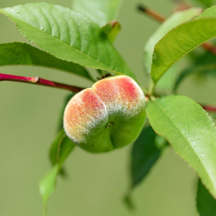 Actual product image Plant in a Box Prunus 'Bonanza' - Peach tree (60 cm)