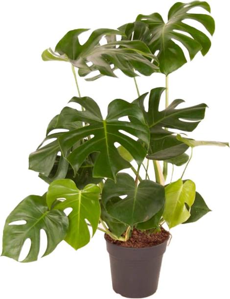 Immagine prodotto Fresca-Plant Miscela di Monstera Deliciosa (24 cm)