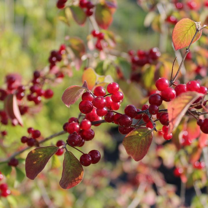 Produktbild Zulauf Rote Heckenkirsche / Lonicera xylosteum (100 cm)