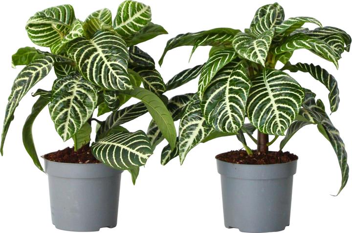 Image du produit Plant in a Box Aphelandra squarrosa Botanica - Set de 2 plantes zébrées (25 cm)