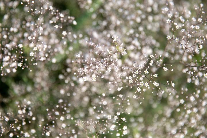 Actual product image Zollinger Bio Gypsophila (Gypsophila), Rispige Gypsophila (Seedlings)