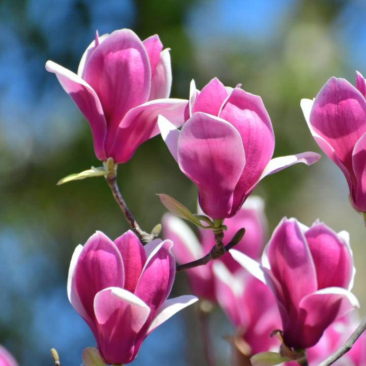 Actual product image Plant in a Box Magnolia Susan - Set of 3 Magnolia (25 cm)