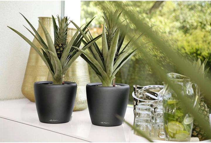 Produktbild Lechuza Classico 18 (19 cm)