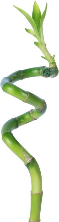 Image du produit Flowerbox Lucky Bamboo - Dracaena Sanderiana (50 cm)