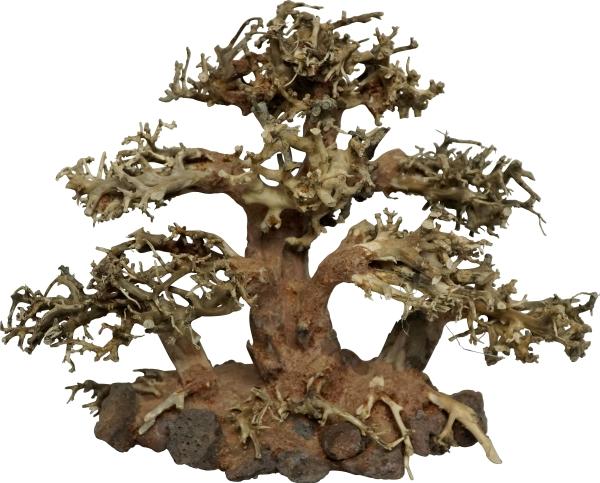 Image du produit 4fish Traerødder, Tree Island, 20x10x15 cm (Décoration, autres éléments)