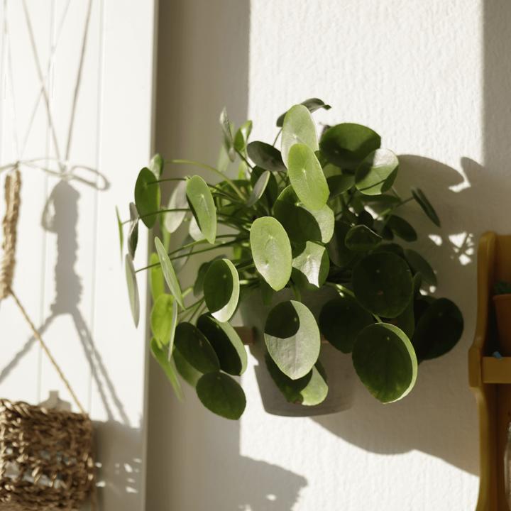 Immagine prodotto Mary and Plants Impianto Ufo (30 cm)