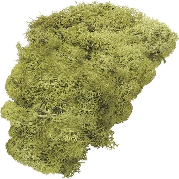Knorr Prandell Iceland moss lime green 50 g