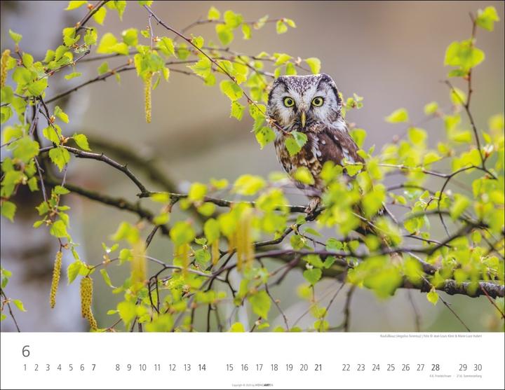Actual product image Eulen Kalender 2026 (44 x 34 cm, Hardcover, German, English)