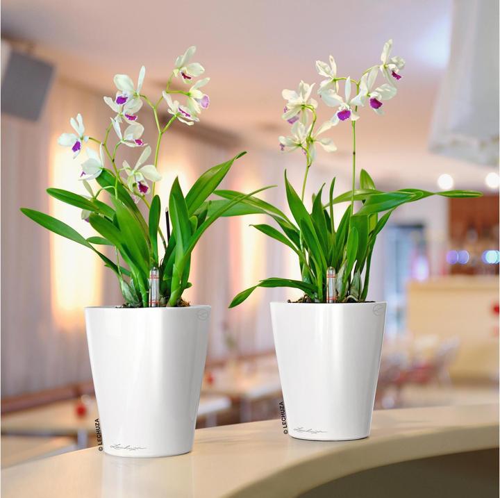 Produktbild Lechuza Deltini (15 cm)