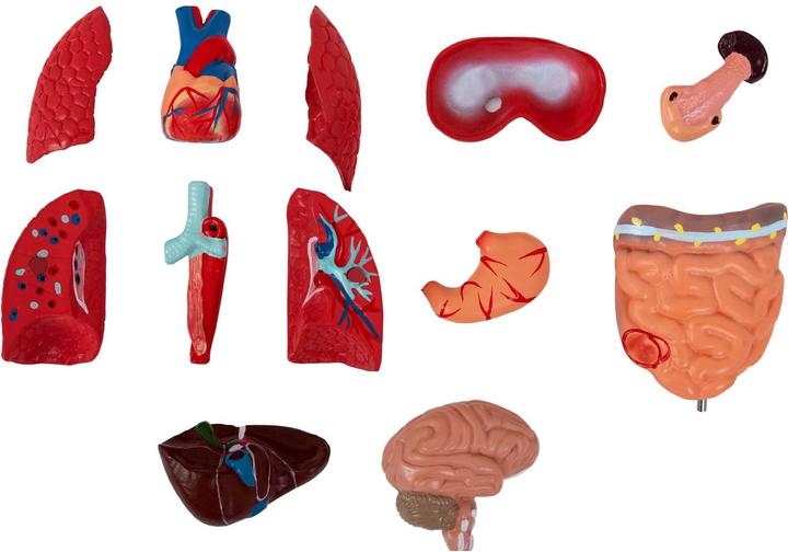 Produktbild Physa Torso Modell mit Organen Organmodell Anatomisches Modell Medizinmodell 1:1