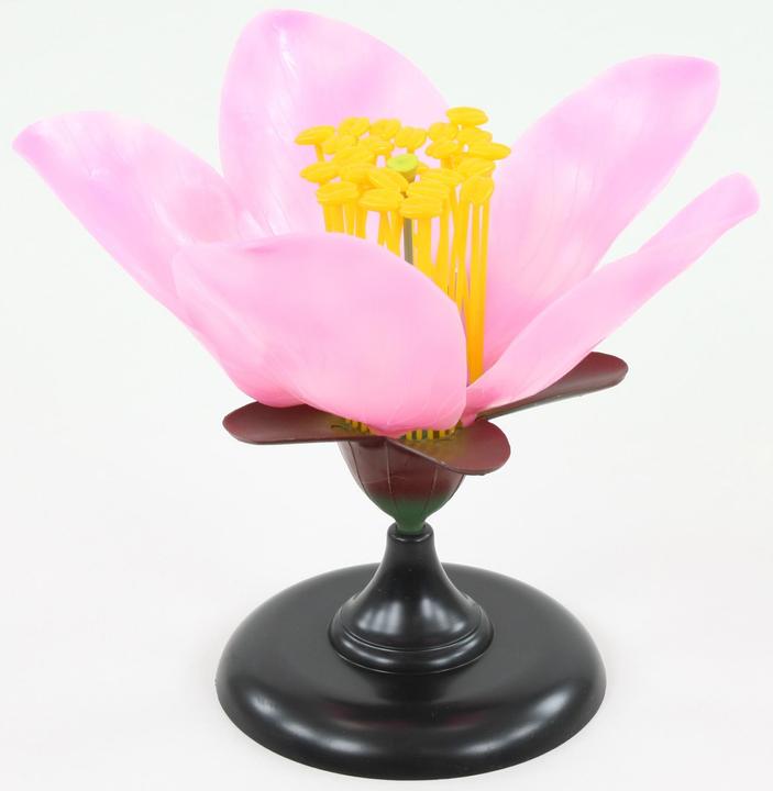 Actual product image Betzold Set: The cherry blossom (German)