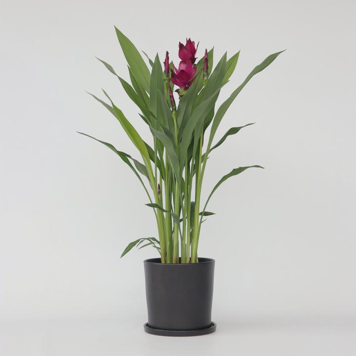 Immagine prodotto Plant in a Box Curcuma alismatifolia - Curcuma (80 cm)