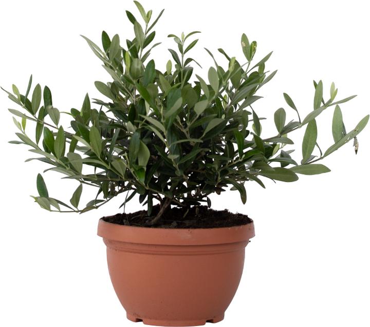 Actual product image Plant in a Box Olea Europaea - Olive tree bonsai in bowl (40 cm)