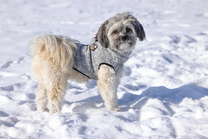 Actual product image Beeztees Celia (36, Dog jumper)