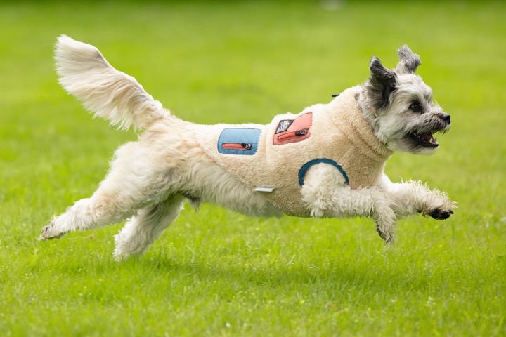 Produktbild Beeztees Hundemantel Teddy (XL, Hundepullover)