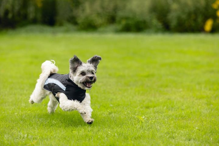 Actual product image Beeztees Dog coat Saby (XXL, Dog coat)