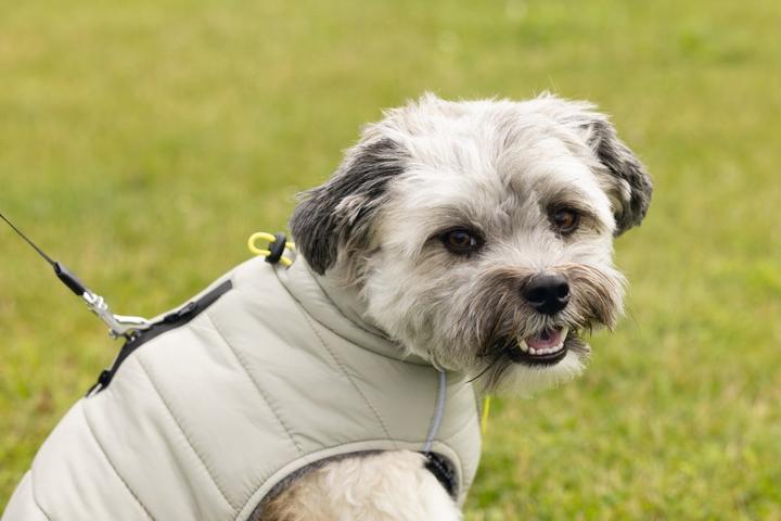 Image du produit Beeztees Manteau pour chien Bobby (28, Manteau pour chien)