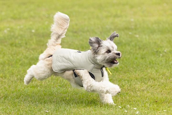 Image du produit Beeztees Manteau pour chien Bobby (28, Manteau pour chien)