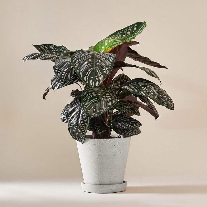 Produktbild Mary and Plants Calathea Ornata Sanderiana mit HAY Topf in Hellgrau (75 cm)