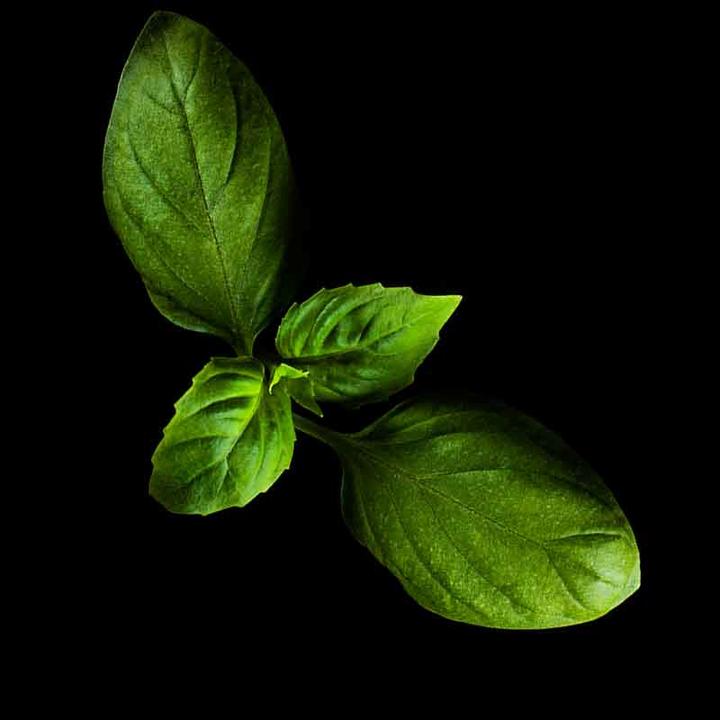 Immagine prodotto Plantui Basilico (Semi di erbe)