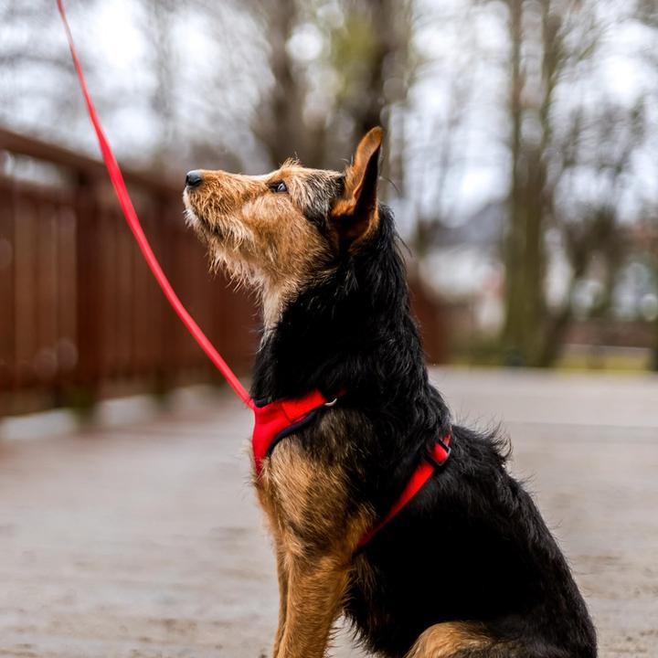 Produktbild Red Dingo DINGO Anti-pressure - Hundegeschirr - 30-38 cm (30, 31, 32, 33, 34, 35, 36, 37, 38, Hund, Allgemein)