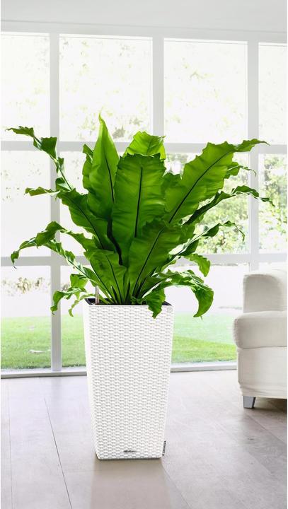 Image du produit Lechuza Cottage Cubico (29.50 cm)