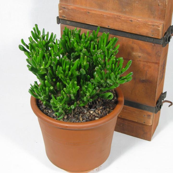 Image du produit Kakteen Gautschi Crassula horntree (35 cm)
