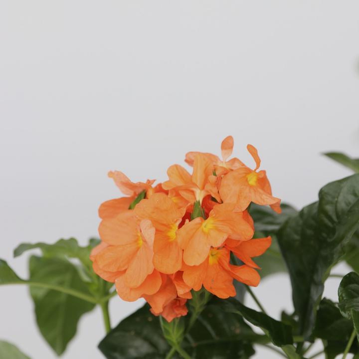 Produktbild Plant in a Box Crossandra infundibuliformis 'Fortuna' - 4er Set Feuerblume (20 cm)