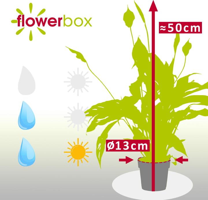 Immagine prodotto Flowerbox Monocot - Spathiphyllum (50 cm)