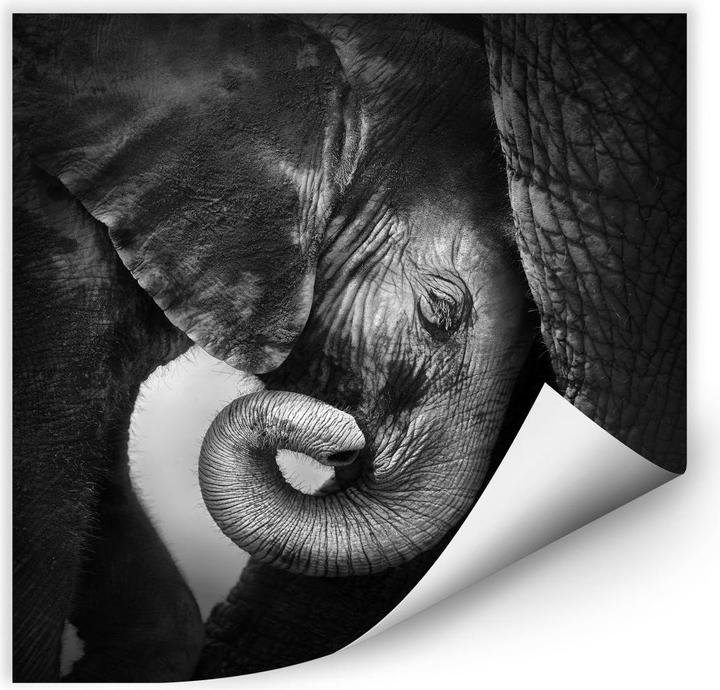 Actual product image Trenddeko The baby elephant (70 x 70 cm)