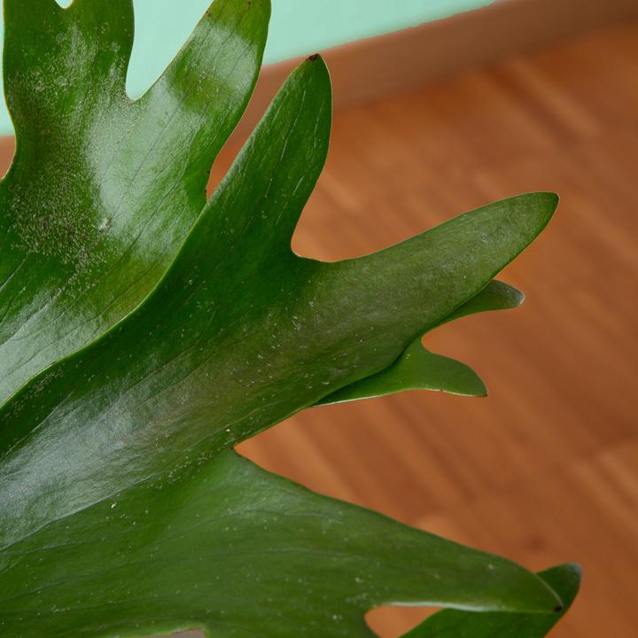 Actual product image VEG and the City Oisin (Deer Antler Fern - Platycerium) (20 cm)