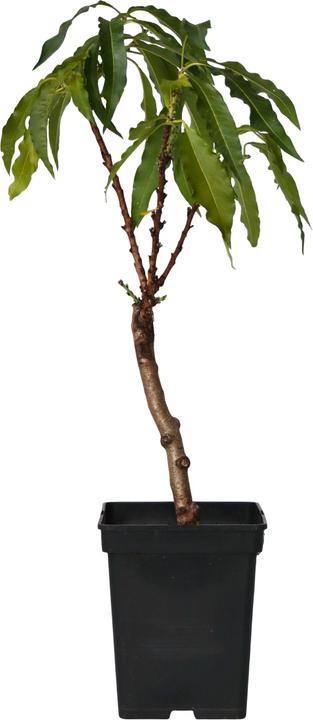 Actual product image Plant in a Box Prunus 'Bonanza' - Peach tree (60 cm)