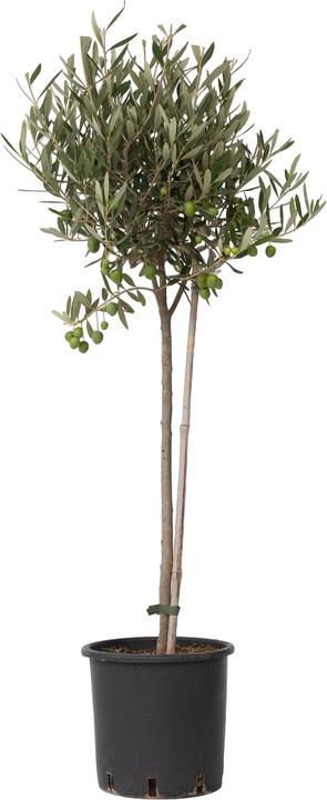 Actual product image Plant in a Box Olea Europaea - Olivenbaum (80 cm)