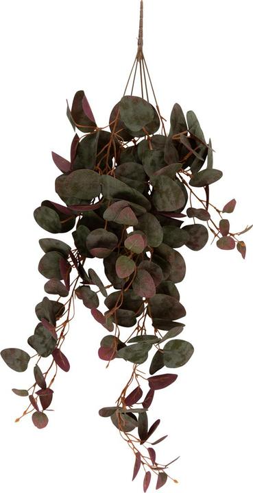 Actual product image present time Hanging Ceropegia (78.70 cm)