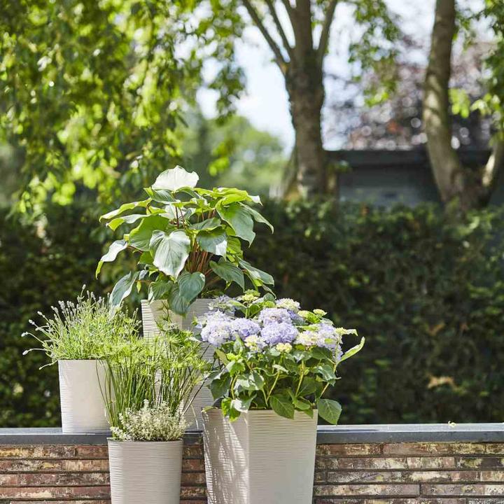 Actual product image Siena Garden ECO Nizza (30 cm)