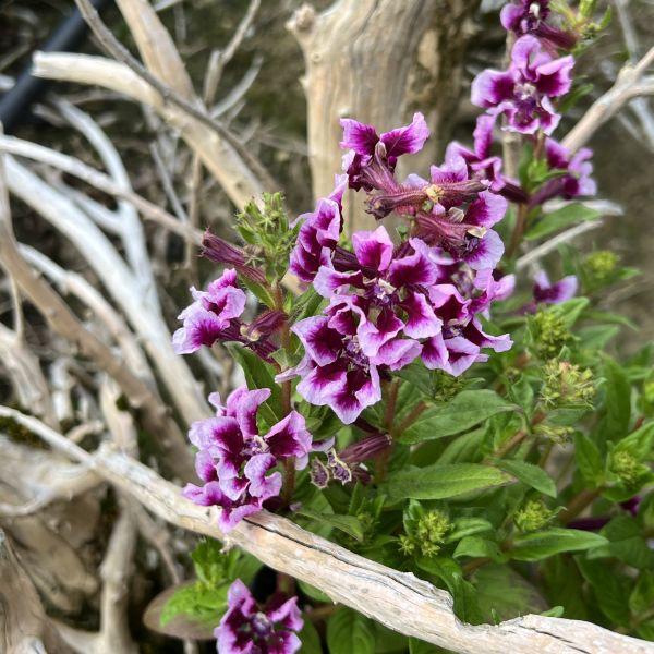 Actual product image Säntispracht The heat-tolerant quiver flower in a decorative basket- Cuphea Ilavea Sriracha Lavender Bicolor (40 cm)