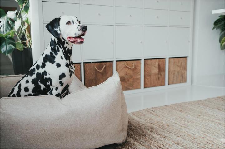 Produktbild Hunter Livingston (Hund)