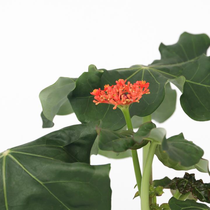 Produktbild Plant in a Box Jatropha Podagrica - 2er Set Gichtkraut (25 cm)