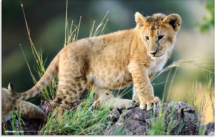 Actual product image HERMA Desk Pad Africa Animals 55x35 3 pieces (55 x 35 cm)