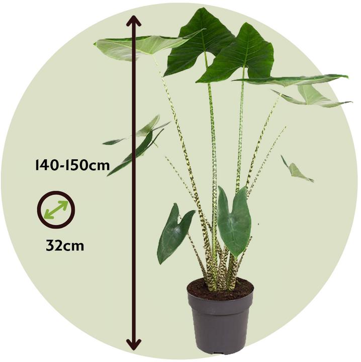 Actual product image Plant in a Box Alocasia zebrina - Alocasia (150 cm)