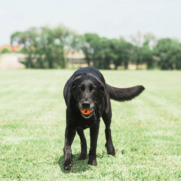 Produktbild Chuckit! CHUCKIT BREATHE RIGHT Ball holen Openwork 7 5 cm Durchmesser Grösse L Orange (Kauspielzeug Hund)
