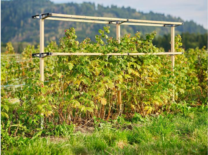 Productafbeelding Gusta Garden Bessenvriendje (120 cm, 34.50 cm)