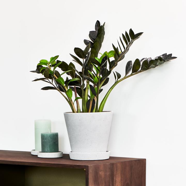 Produktbild Mary and Plants Zamioculcas Raven mit HAY Topf in Schwarz (60 cm)